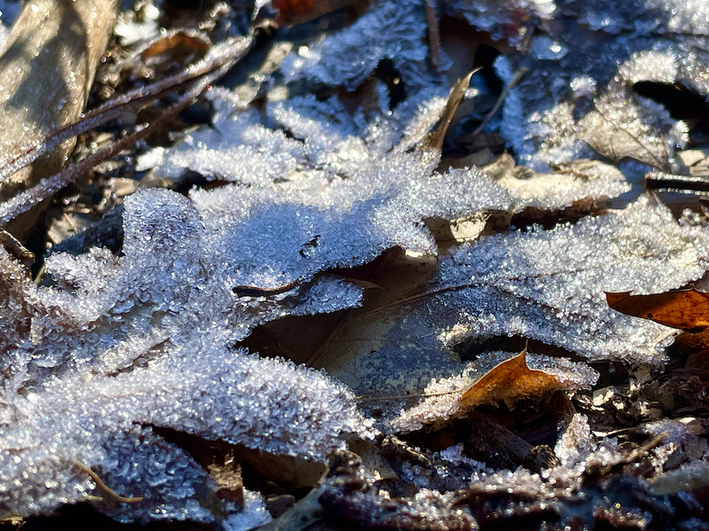 frosty leaves